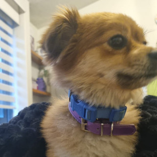ULANI | Raza Pomerania | Perdida