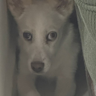 MILA | Raza Mestiza, cruza de French Poodle con Husky | Final Feliz