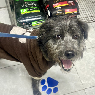  | Raza Mestizo, posible cruza de Schnauzer | Encontrado