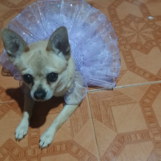 NIKI | Raza Chihuahua | Perdida