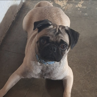Foto de SPARKY