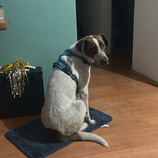  | Raza Mestizo, posible cruza de Pointer Alemán | Encontrado