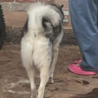 GALA | Raza Husky Siberiano | Perdida