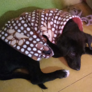  | Raza Mestiza | Encontrada