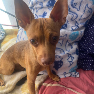 CAMILÍN | Raza Mestizo, cruza de Chihuahua | En Adopción