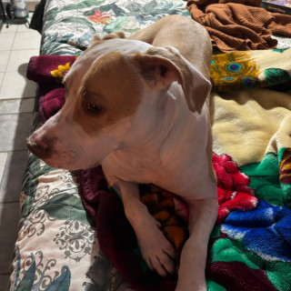 BELLA | Raza American Pitbull Terrier | Perdida