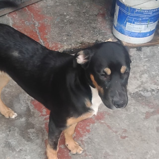 Foto de CAPIBARA