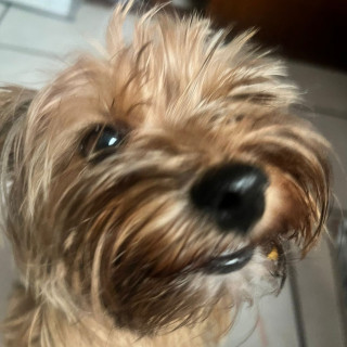 PEACH | Raza Yorkshire Terrier (Yorkie) | Final Feliz