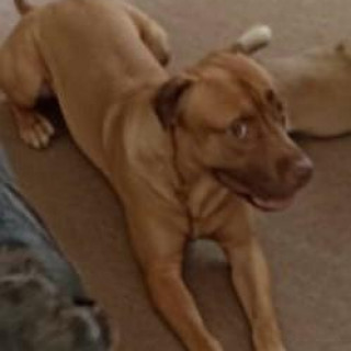 LEÓN | Raza Mestizo,  cruza de American Pitbull Terrier | Perdido