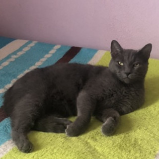 NALA | Raza Ruso Azul | Perdida