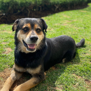 SR. TOBÍAS | Raza Mestizo | En Adopción