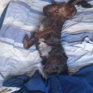 OSO | Raza Mestizo, cruza de Setter Irlandés | Perdido