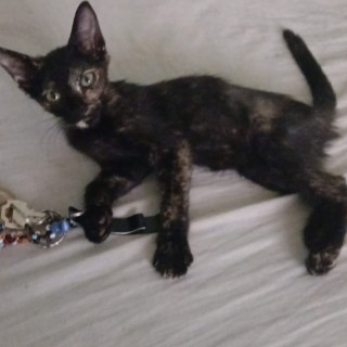 CAREY | Raza Calicó de pelo corto | En Adopción