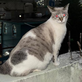 HERSHEY | Raza Aslan o Siamés Moderno Punto Tabby | Perdida