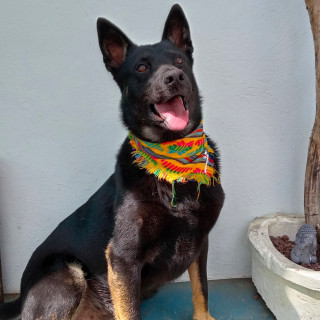 PANCHITO | Raza Mestizo, cruza de Ganadero Australiano  (Blue Heeler) | En Adopción