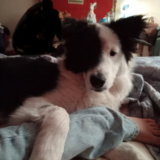 DUQUE | Raza Border Collie  | Final Feliz