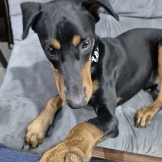 FIRU | Raza Dóberman Pinscher | Perdido