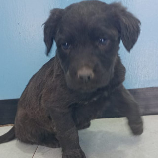 ARIEL | Raza Mestiza | En Adopción