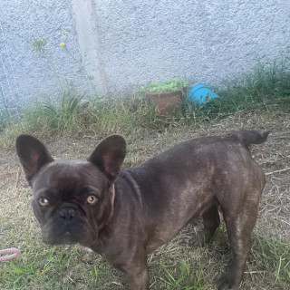 BIMBA | Raza Bulldog Francés  | Perdida