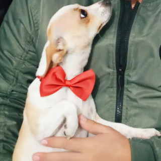 MANTEQUILLA | Raza Chihuahua | Perdida