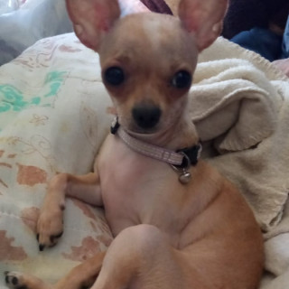 MILKA | Raza Chihuahua | Perdida