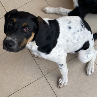 LOLA | Raza Mestiza | En Adopción