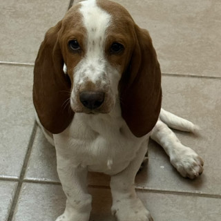 PETUNIA | Raza Basset Hound | Perdida