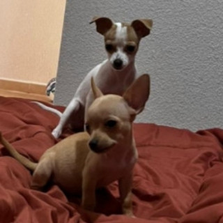 Foto de LUCKY Y CANELA