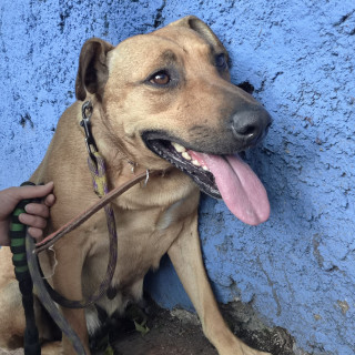  | Raza Mestiza | Encontrada