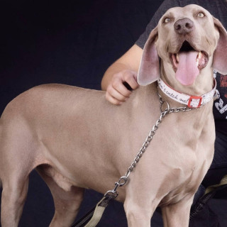 RAIDER | Raza Weimaraner  | Perdido