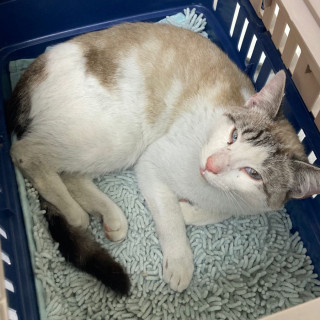  | Raza Aslan o Siamés Moderno Punto Tabby | Encontrado