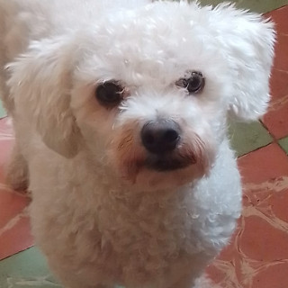 MAIKY | Raza French Poodle o Caniche | Perdido