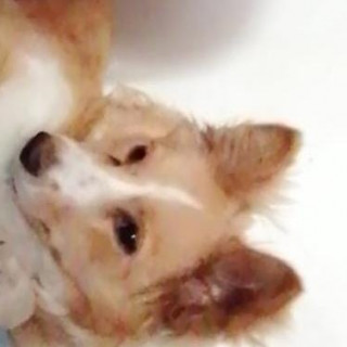 PRINS | Raza Mestiza, cruza de Chihuahua con Husky | Perdida