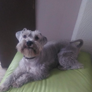 SNOOPY | Raza Schnauzer | Perdido