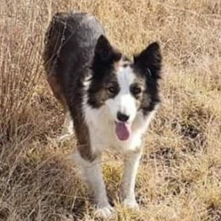 UMA | Raza Border Collie  | Perdida