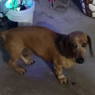 BOB | Raza Dachshund o Salchicha  | Final Feliz