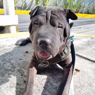 QUETA | Raza Shar-Pei  | Perdida