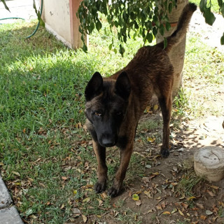  | Raza Pastor Belga Maliniois | Encontrado