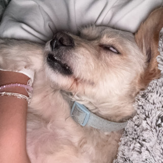 MILO | Raza Mestizo, cruza de Maltés | Perdido