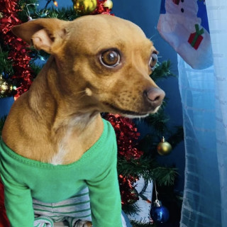 PRISCA | Raza Chihuahua | Perdida