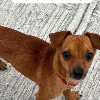 NIÑO | Raza Chihuahua | Perdido
