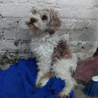 VAQUITA | Raza Mestiza | Perdida