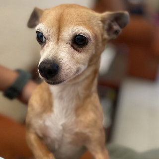 CHIQUITA | Raza Chihuahua | Final Feliz