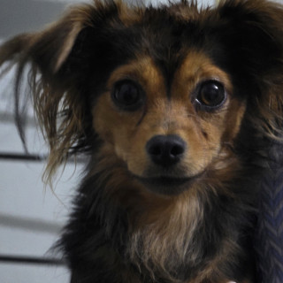 SCRAPY | Raza Mestizo, cruza de Chihuahua | Perdido