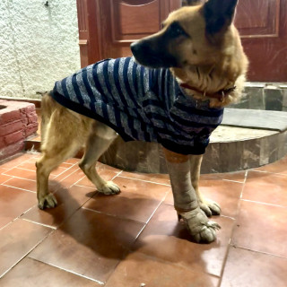 MILO | Raza Pastor Alemán | En Adopción