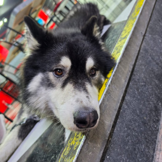  | Raza Husky Siberiano | Encontrado