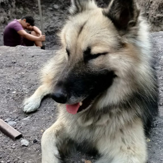 KENNEDY | Raza Mestizo,  cruza de Pastor Alemán con Husky Siberiano | Perdido