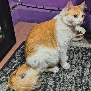 Foto de TORIBIO