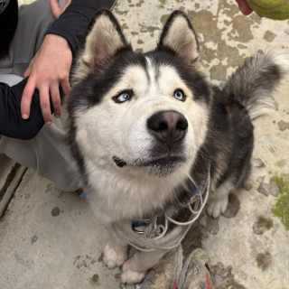  | Raza Husky Siberiano | Encontrado