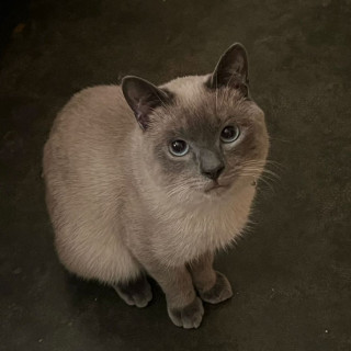 MAGNUS | Raza Mekong Bobtail o Colicorto del Mekong | Perdido